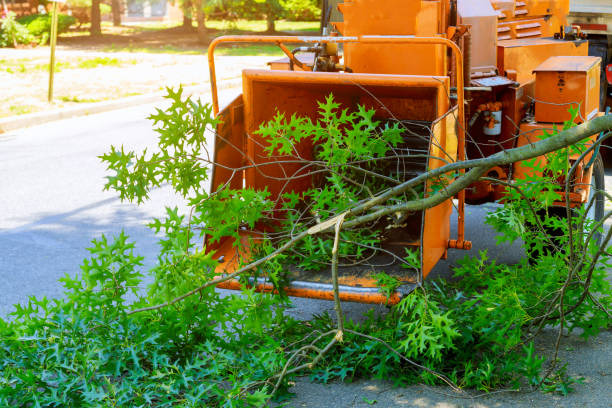 Best Tree and Shrub Care  in Waynesboro, VA