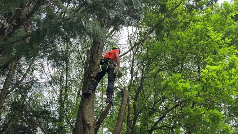 Best Hazardous Tree Removal  in Waynesboro, VA