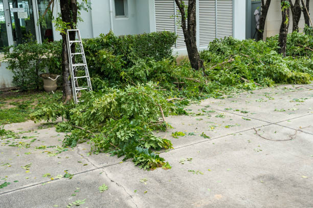 Best Fruit Tree Pruning  in Waynesboro, VA