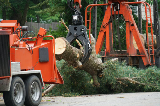 Best Tree Health Inspection  in Waynesboro, VA